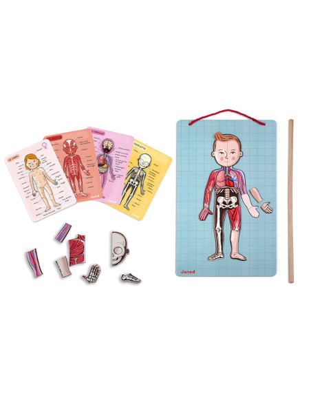 Bodymanaget en 12 idiomas es un juego educativo para aprender el cuerpo humano. Fabricado por Janod.