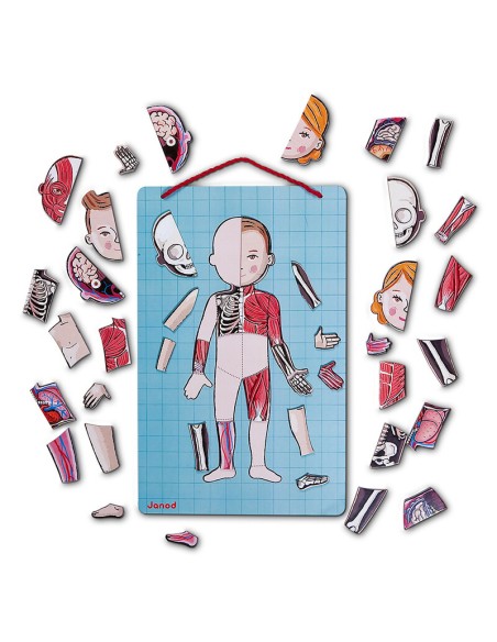 Bodymanaget en 12 idiomas es un juego educativo para aprender el cuerpo humano. Fabricado por Janod.