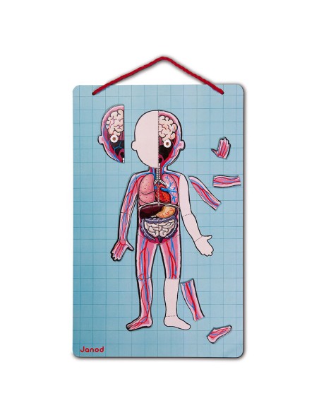 Bodymanaget en 12 idiomas es un juego educativo para aprender el cuerpo humano. Fabricado por Janod.